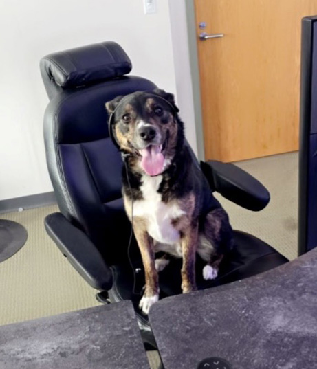 dog